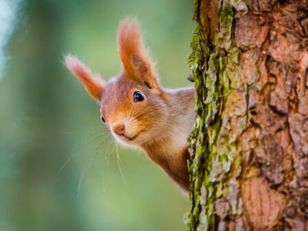 Der Kopf eines rotbraunen Eichhörnchens schaut hinter einem Baum hervor