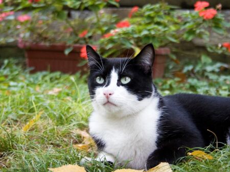 Schwarz-weiße Katze sitzt im Freien auf Rasen