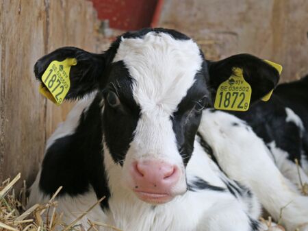 Kalb schaut mit aufgerissenen Augen in die Kamera