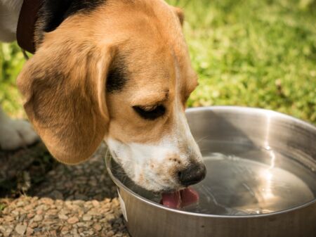 Beagle trinkt aus einem Wassernapf aus Edelstahl