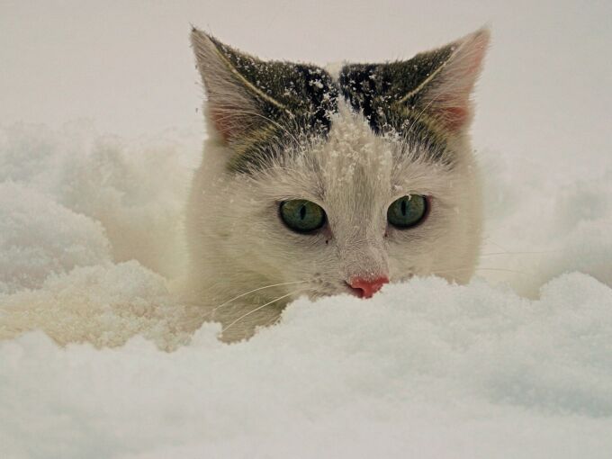 Schwarz-weiße Katze schaut zwischen Schnee hervor