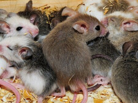 Viele weiß-graue Mäuse liegen aufeinander und schlafen teilweise