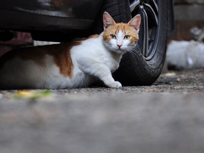 Katze versteckt sich auf der Straße unter einem Auto