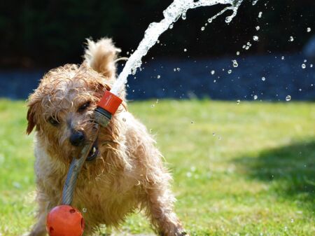 Ein durchnässter Hund mit einem laufenden Wasserschlauch im Maul