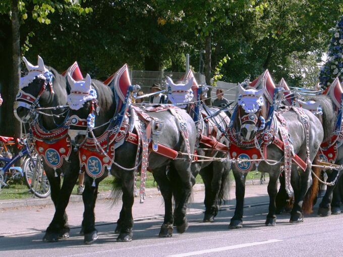 Sechs kostümierte Pferde sind an einem Karnevalszug angebunden