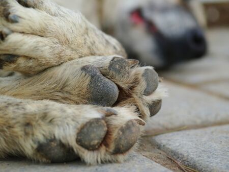 Hund liegt auf Straße