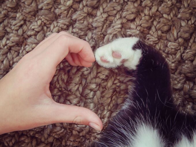 Eine Menschenhand und eine Katzenpfote bilden zusammen die Form eines Herzen
