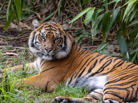 Ausgewachsener Tiger liegend