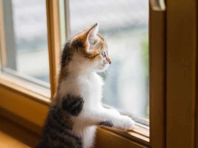 Kitten am Fenster