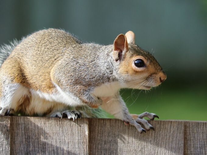 Eichhörnchen klettert auf Holzplatten
