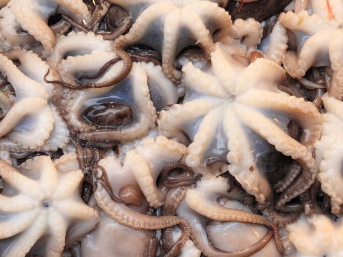 Zahlreiche Oktopusse liegen tot nebeneinander