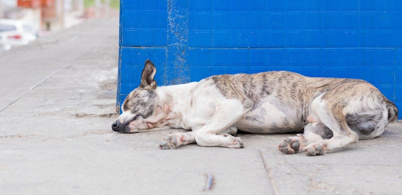 Straßenhund schläft