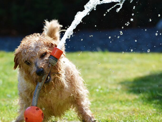 Ein durchnässter Hund mit einem laufenden Wasserschlauch im Maul