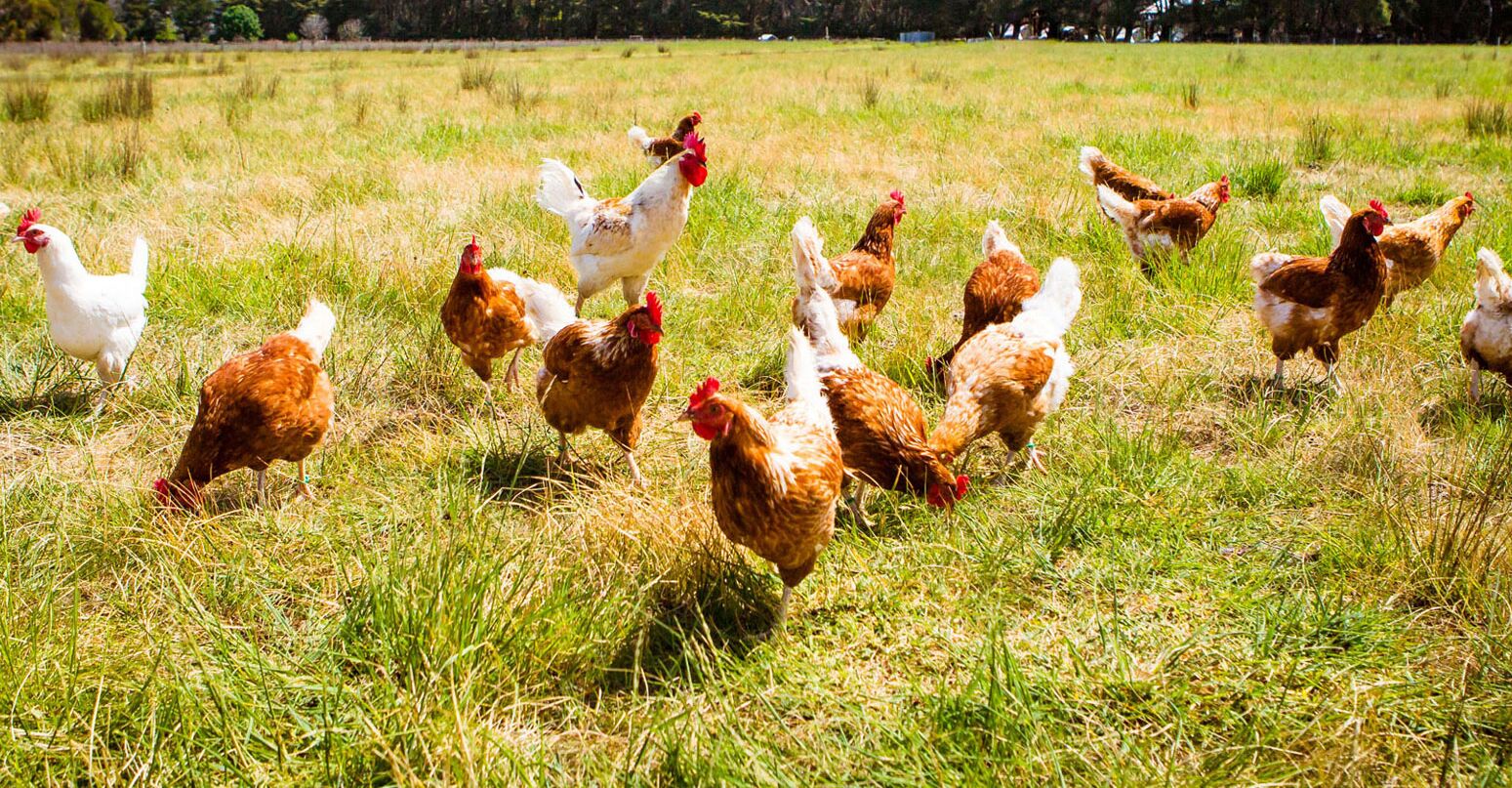 Zahlreiche Hühner laufen auf einer Wiese herum und genießen das sonnige Wetter