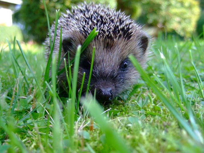 Igel sitzt zwischen Grün und schaut in die Kamera