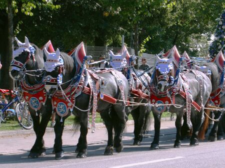 Sechs kostümierte Pferde sind an einem Karnevalszug angebunden